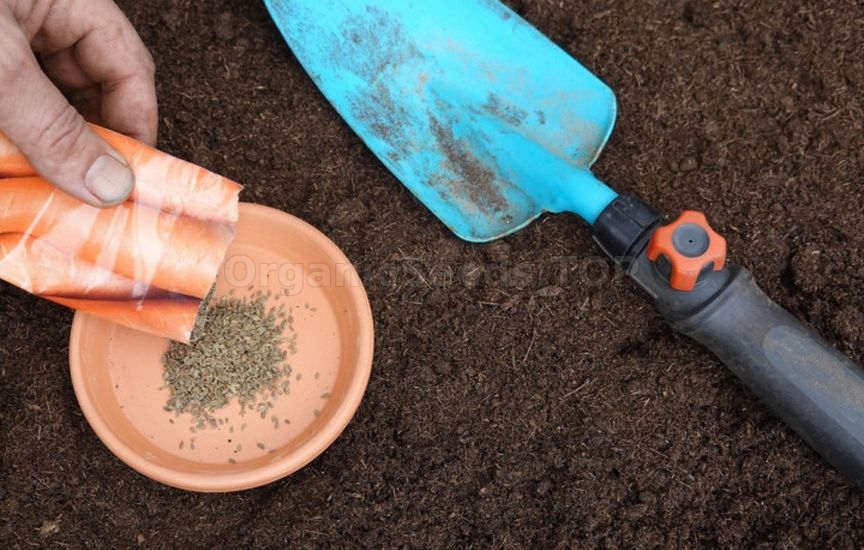 5 secrets of sweet and large carrots 5 secrets of sweet and large carrots