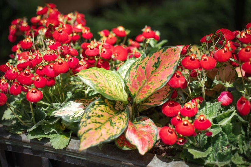 What flowers can be sown for seedlings already in January