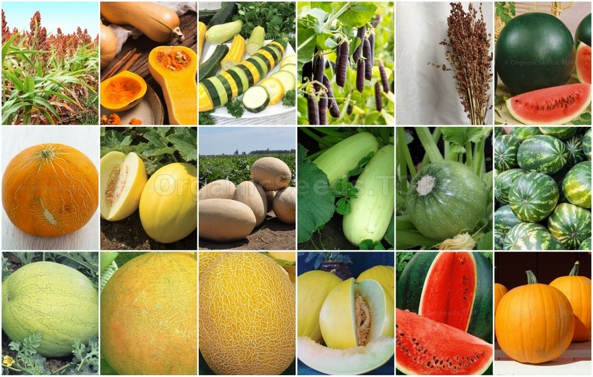 Novelties of heirloom seeds for the Third week of February 2022