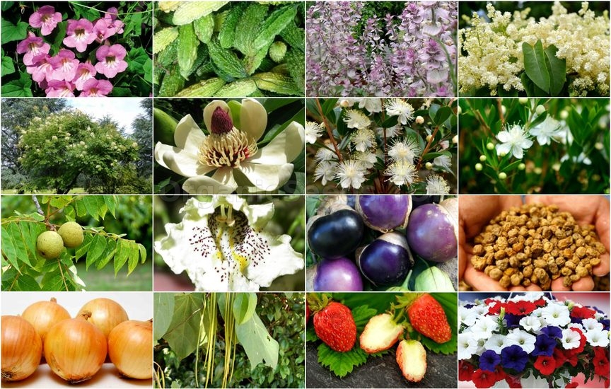 Novelties of heirloom seeds for the First week of May 2018