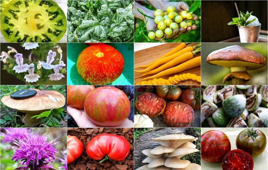 Novelties of heirloom seeds for the fourth week of February 2018