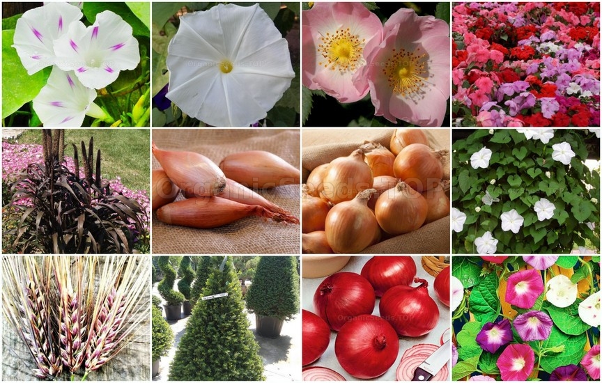 Novelties of heirloom seeds for the First week of February 2022