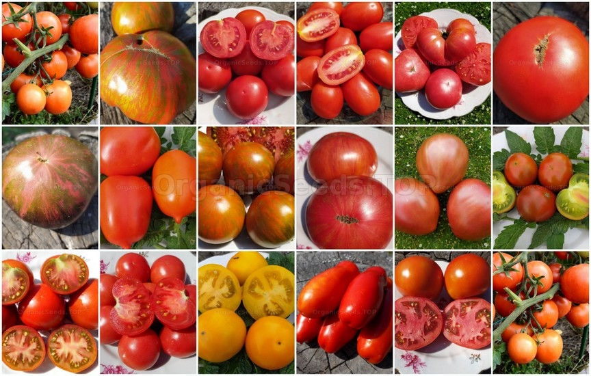 Novelties of heirloom seeds for the Second week of February 2022