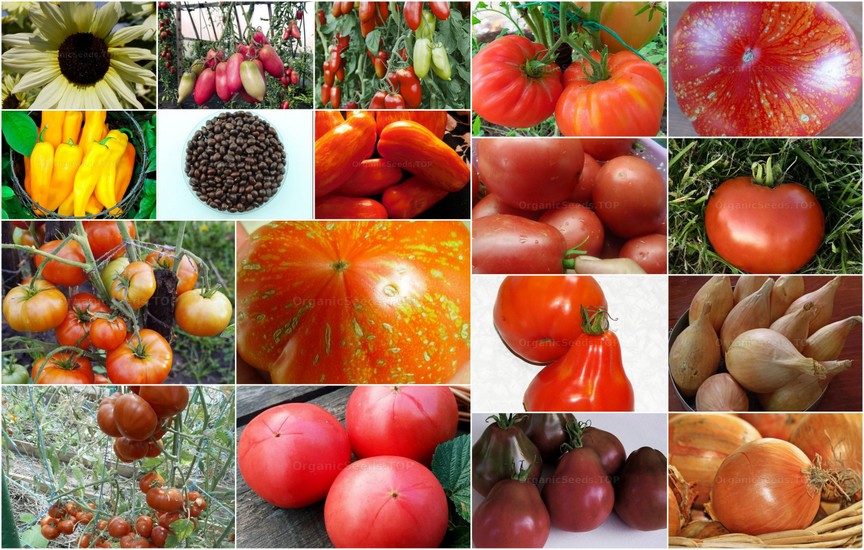 Novelties of heirloom seeds for the Fourth week of April 2022
