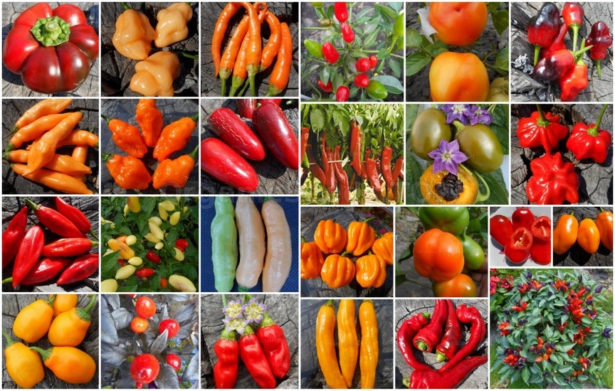 Novelties of heirloom seeds for the First week of April 2021