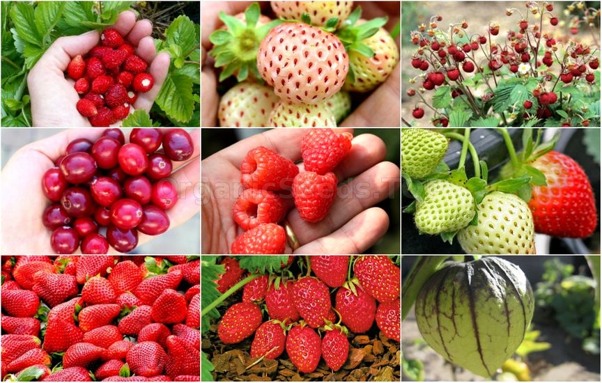 New Category at ORGANICseeds - BERRY SEEDS!
