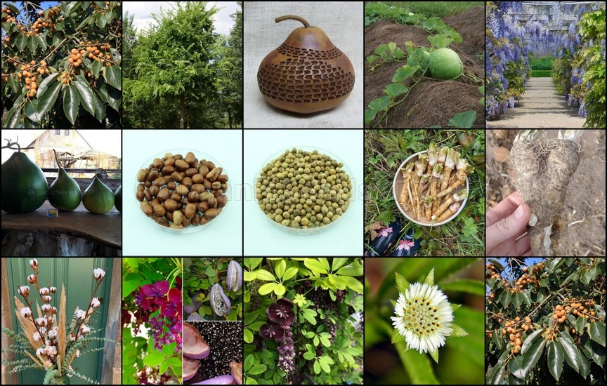 Novelties of heirloom seeds for the Third week of Yanuary 2022