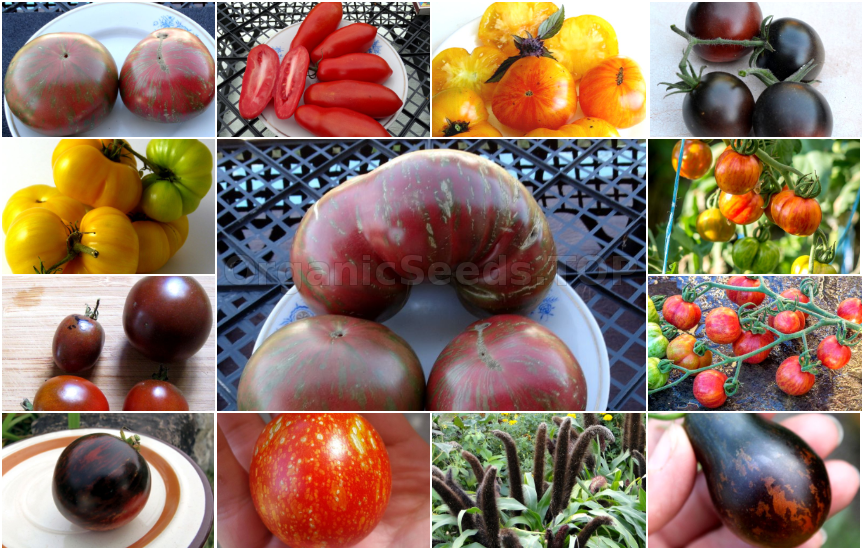 Novelties of heirloom seeds for the Second week of January 2019