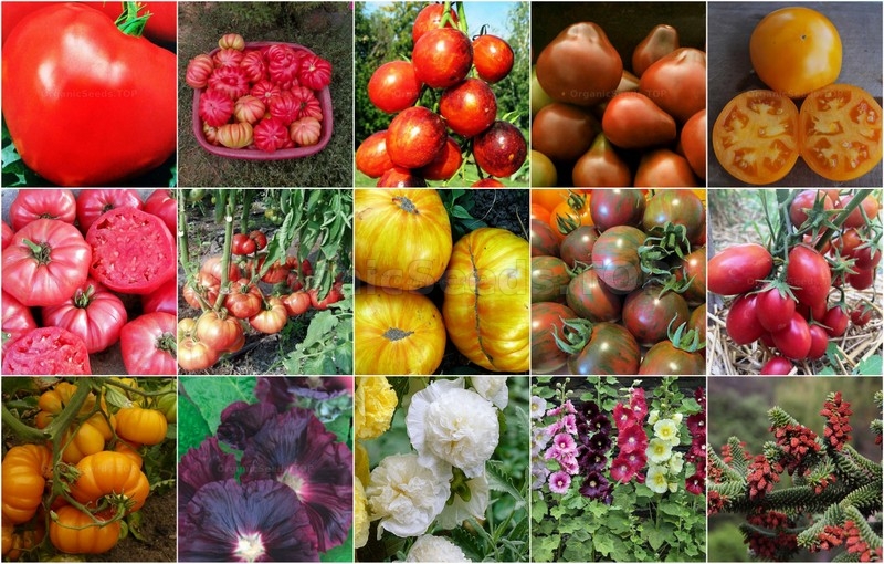 Novelties seeds for the Thirst week of January 2026