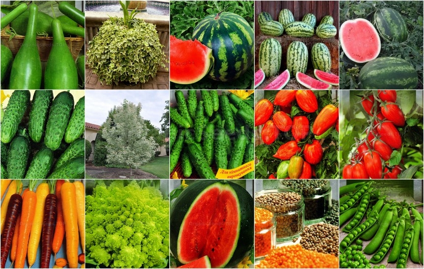 Novelties seeds for the Fourth week of March 2025