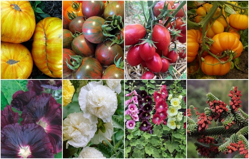 Novelties seeds for the Thirst week of January 2026