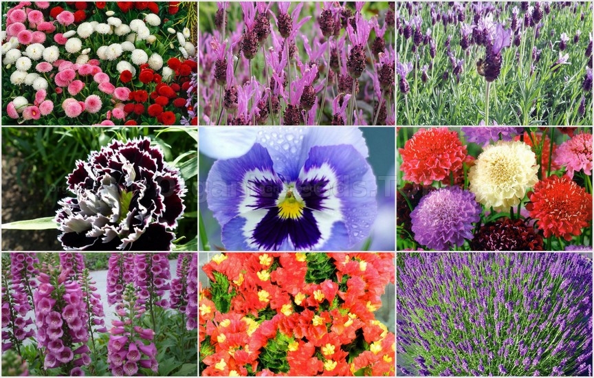 Novelties seeds for the First week of June 2025