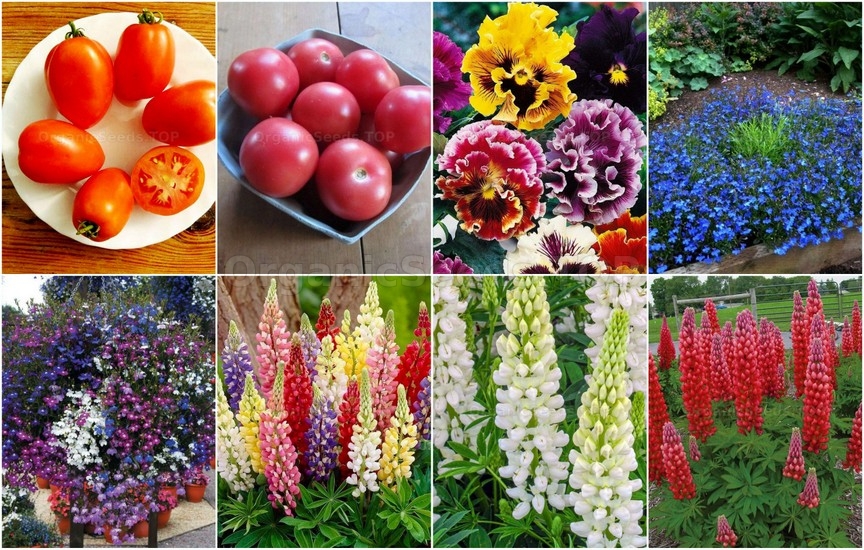 Novelties seeds for the Second week of May 2026