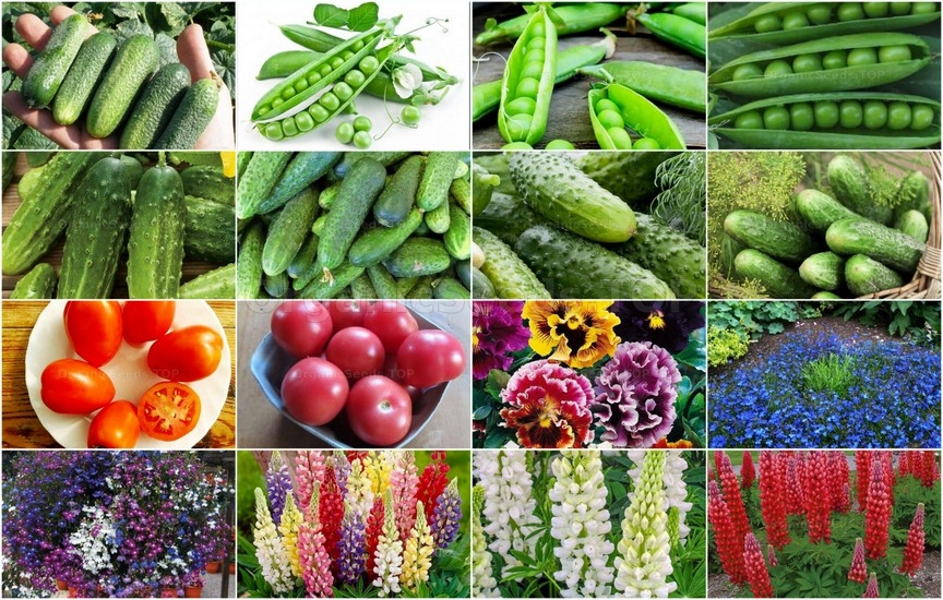 Novelties seeds for the Second week of May 2026