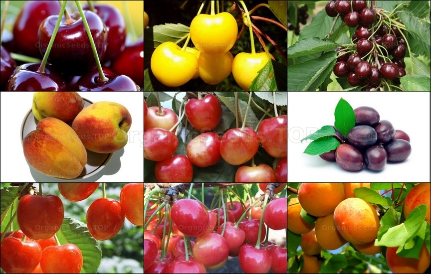 Fruit Trees Seeds – 50% Discount