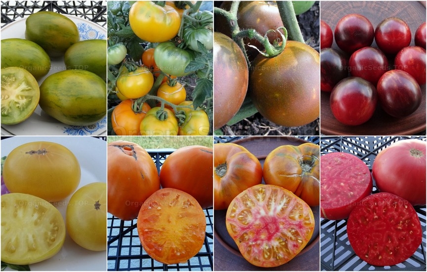 Novelties seeds for the Second week of March 2024