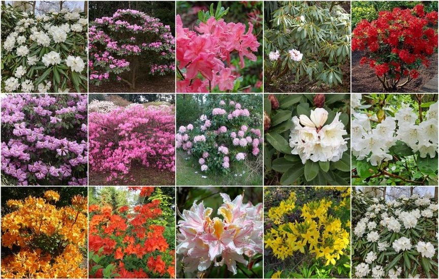 Novelties seeds for the Second week of December 2025