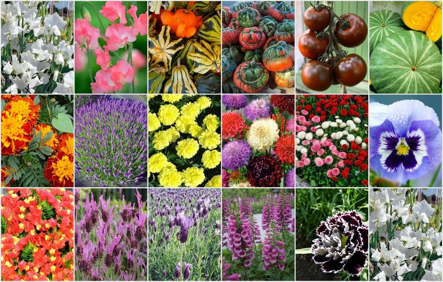 Novelties seeds for the First week of June 2025