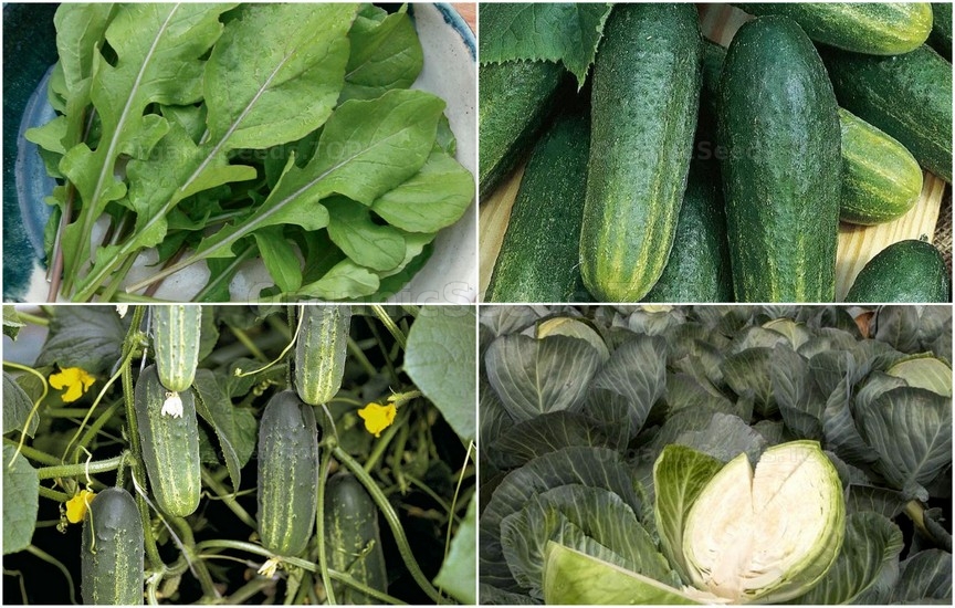 Novelties seeds for the Thirst week of October 2025 Novelties seeds for the Thirst week of October 2025