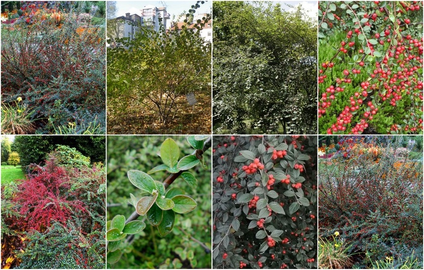 Novelties seeds for the Second week of February 2026