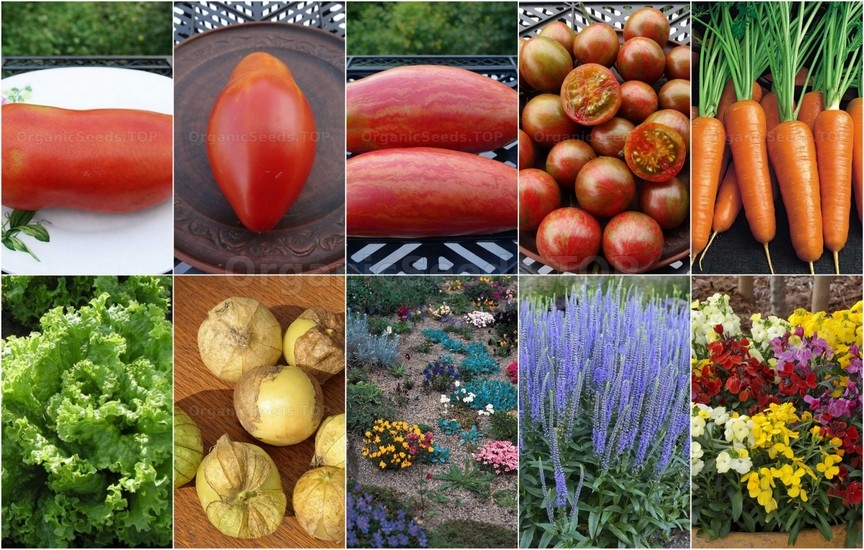 Novelties seeds for the First week of May 2026