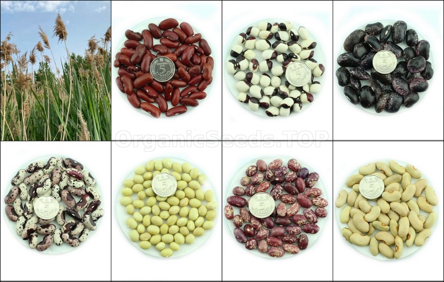 Novelties seeds for the Fourth week of February 2026