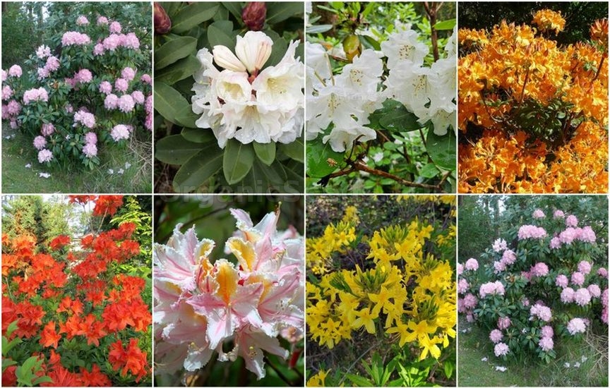 Novelties seeds for the Second week of December 2025