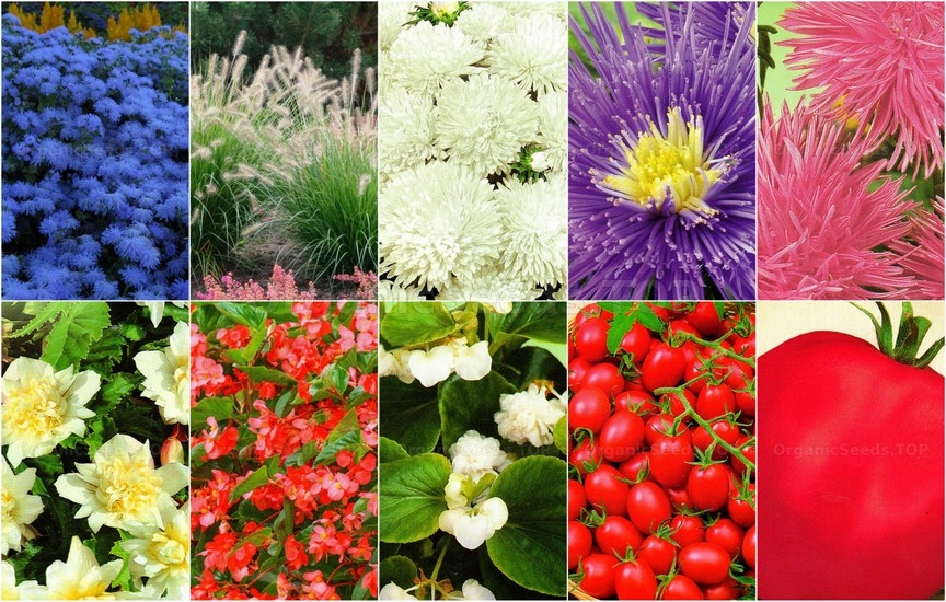 Novelties seeds for the Thirst week of April 2025