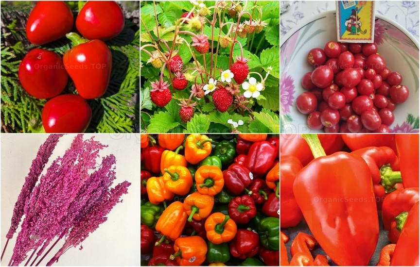 Novelties seeds for the First week of March 2026