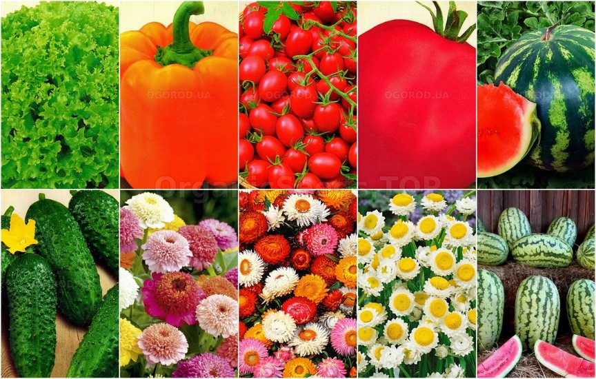 Novelties seeds for the Fourth week of March 2025