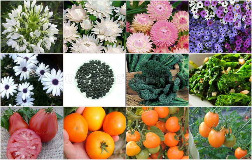 Novelties seeds for the Thirst week of May 2025
