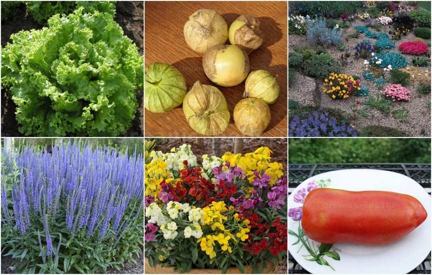 Novelties seeds for the First week of May 2026