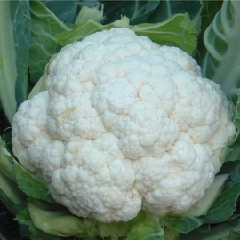 «Snowball» - Organic Cauliflower seeds