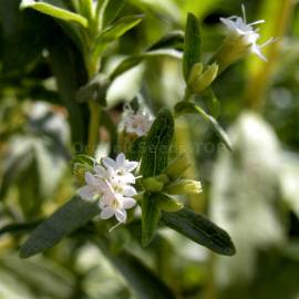 «Sugarleaf» - Organic Stevia Seeds