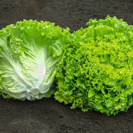 «Australian» - Organic Salad Seeds