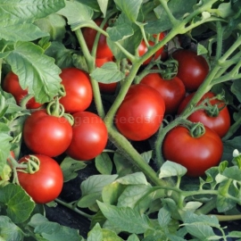 «Efemer» - Organic Tomato Seeds
