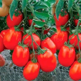 «Maryushka» - Organic Tomato Seeds
