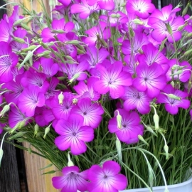 «Purple Queen» - Organic Agrostemma Seeds