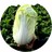 Napa cabbage Seeds