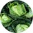 Savoy cabbage Seeds