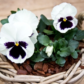 «Bride» - Organic Viola Seeds