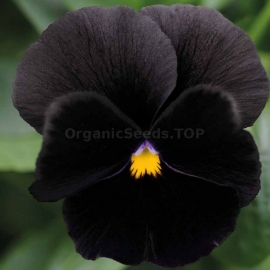 «Crystals Black» - Organic Viola Seeds