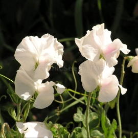 «Royal White» - Organic Sweet Pea Seeds