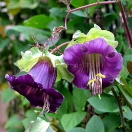 «Purple» - Organic Cobaea Seeds