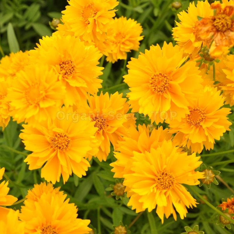 «Perennial yellow» - Organic Coreopsis Seeds - Shipping is free for