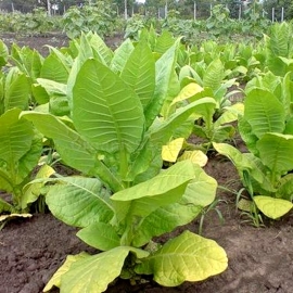 «Kherson-7» Heirloom Tobacco Seeds