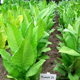 «Burley 21» Heirloom Tobacco Seeds