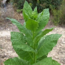 «Oriental» Heirloom Tobacco Seeds