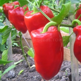 «Gift from Moldova» - Organic Pepper Seeds