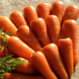 «Royal Chantenay» - Organic Carrot Seeds
